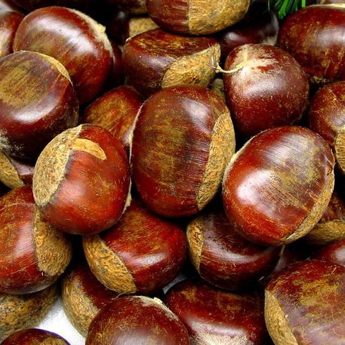 Malabar Chestnut By SAANRAY EXPORT NETWORKS LIMITED