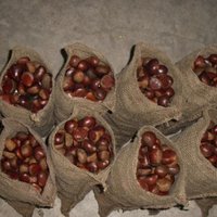 Malabar Chestnut for sale