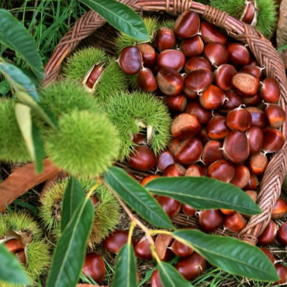 Malabar Chestnut for sale