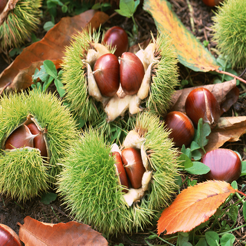 Sweet Chestnut Sale Price