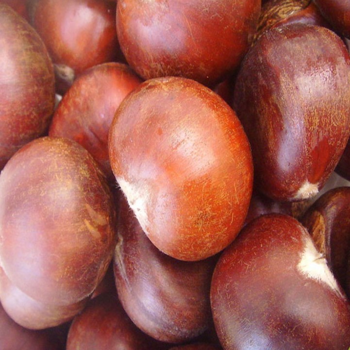 Sweet Chestnut Sale Price