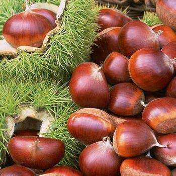 Fresh Chestnut