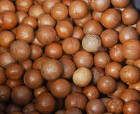Macadamia Nuts In Shell