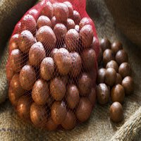 Best High Quality Macadamia