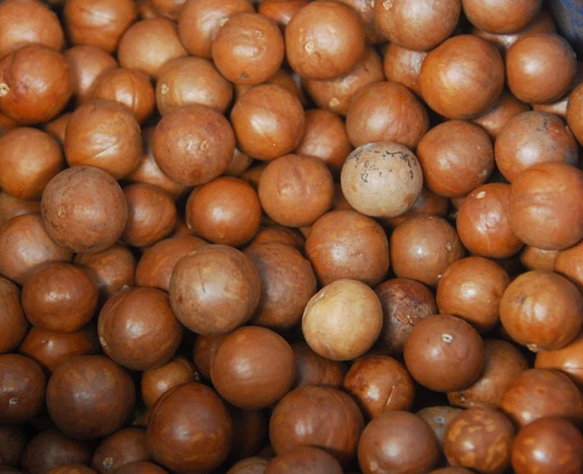 High Quality Macadamia Nuts With Shell