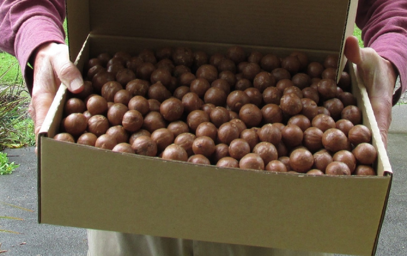 Raw Organic Macadamia Nuts