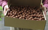 Raw Organic Macadamia Nuts