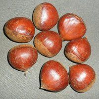 Coriander Seeds For Sale