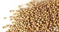 100% Organic Coriander / Coriander Seeds High Quality