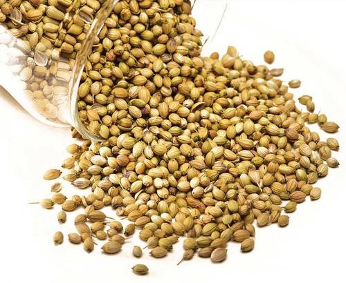 Coriander Seeds Available For Sale