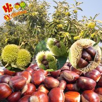 Organic Coriander Seeds Wholesale High Quality Pure Seeds Split Bulk Coriander Caraway Seeds Plant