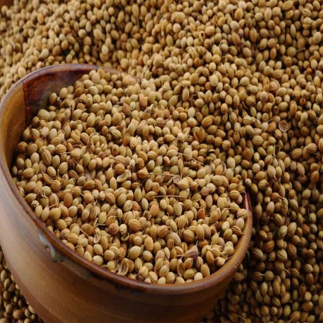 Organic Coriander Seeds Wholesale High Quality Pure Seeds Split Bulk Coriander Caraway Seeds Plant