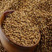 Organic Coriander Seeds Wholesale High Quality Pure Seeds Split Bulk Coriander Caraway Seeds Plant