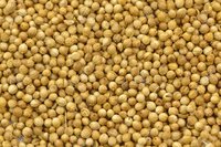 High Quality Coriander Seeds