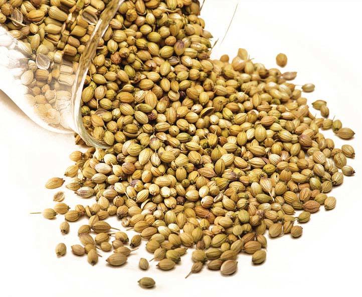 High Quality Pure Coriander Seeds Split Coriander Seed