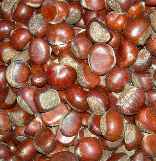 High Quality Pure Coriander Seeds Split Coriander Seed