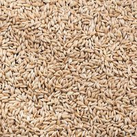 White Sesame Seeds