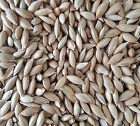 White Sesame Seeds