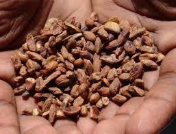 Timber Tree Seeds For Sale Timber Tree Seeds For Sale