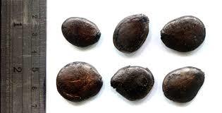 Zingana Seeds Zingana Seeds