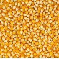 Grade 2 Yellow Corn (Non-GMO, GMO)