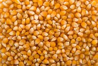 2020 Wholesale Sweet Yellow Corn / Non GMO Yellow Corn Newest Crop