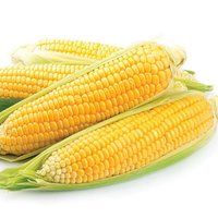 Yellow Maize