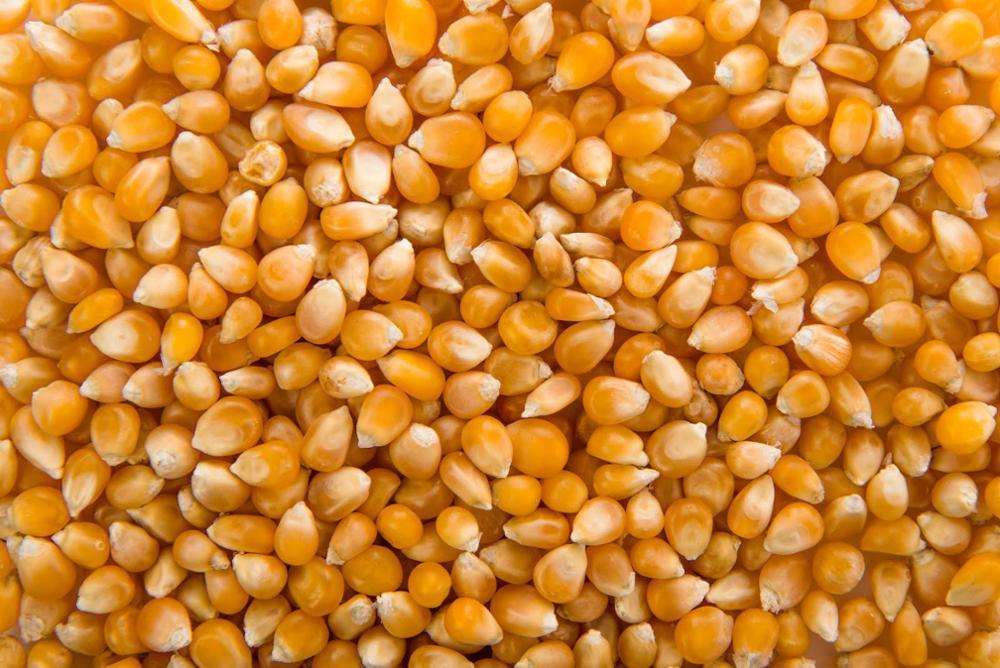 Yellow Corn