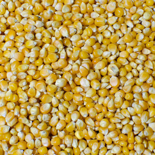 Yellow Corn/ Yellow Corn For Human Consumption Non Gmo Yellow Corn/ Yellow Corn For Animal Feed Popcorn