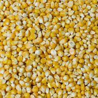 Yellow corn yellow Maize Product of Tanzania