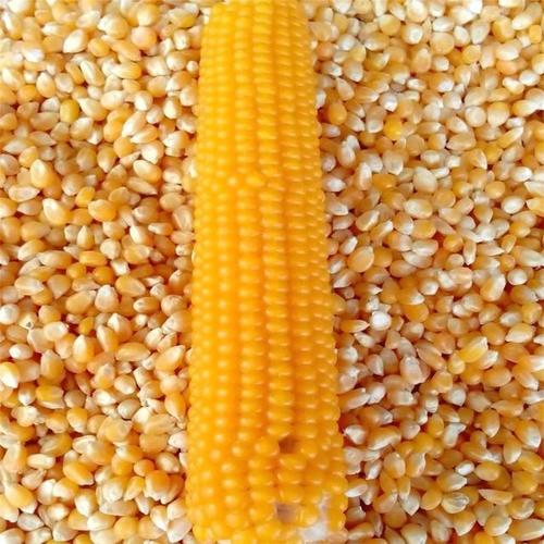 Yellow Corn Yellow Maize Product Of Tanzania