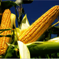 Yellow Corn for Popcorn,Yellow Popcorn NON-GMO and GMO Popcorn