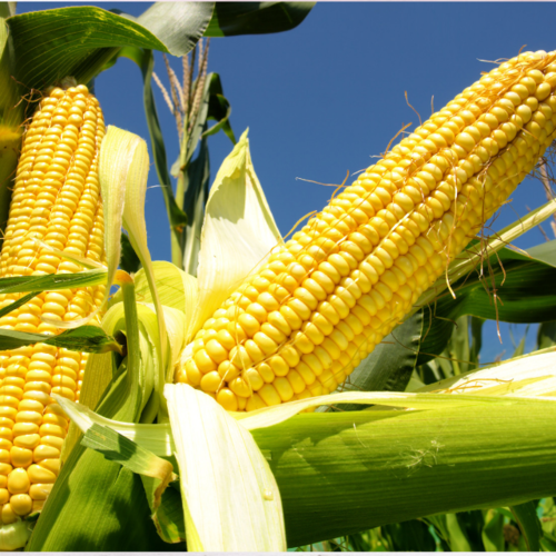 Grade 1 Non Gmo White And Yellow Corn/maize