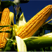 Grade 1 Non Gmo White And Yellow Corn/maize