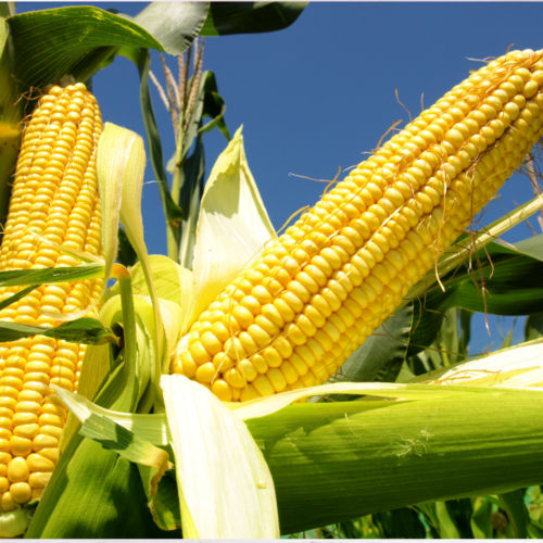 Yellow Corn - Grade 1 Non-GMO Variety, High-Quality Maize for Food Industry