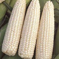 Whole Sale Bulk White Corn For Sale
