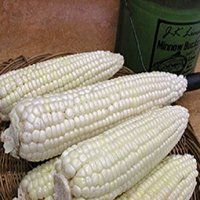 Whole Sale Bulk White Corn For Sale