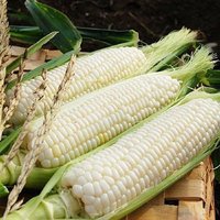 Bulk Fresh, Dried, Frozen White Corn / Maize for Sale