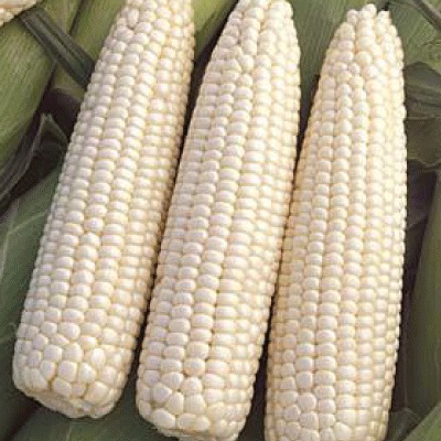 Bulk Fresh, Dried, Frozen White Corn / Maize for Sale