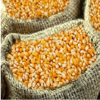 2020 Crop Large White Kidney Bean