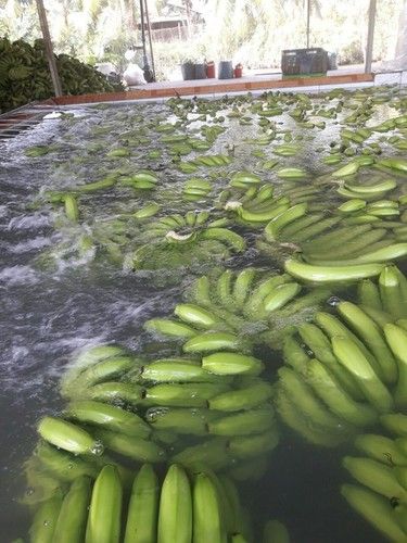 Wholesale Fresh Bananas / Cavendish Bananas / Green Bananas