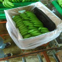 Organic Natural Green Cavendish Banana