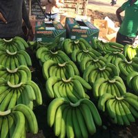 New Harvest For Exports Nutrition And Delicious Sweet Fresh Banana Carton Box