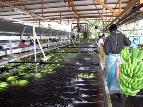 Fresh Green Cavendish Bananas