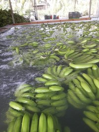 High Quality Fresh Cavendish Bananas With Competitive Price