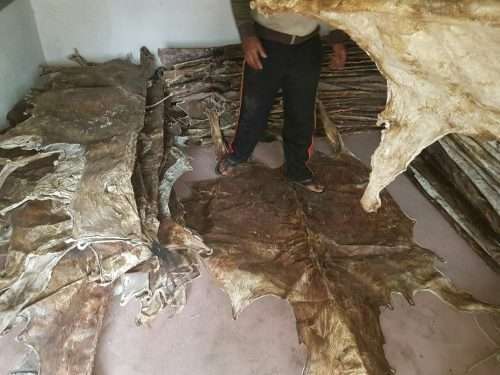 Salted Cow Hides Genuine Leather Dry And Wet Salted Donkey/Goat Skin /Wet Salted Cow Hides