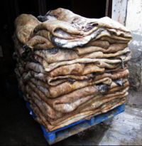 Dry Cow Skin Hides And Dry Salted Donkey Hides