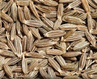 Pure Black Cumin Seed