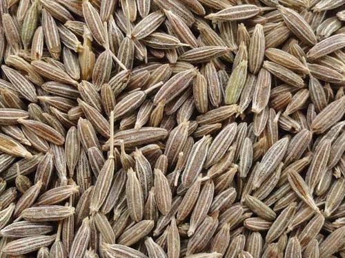 Single Herbs / Spices Products Types / Dried Style Cumin Seeds Exports