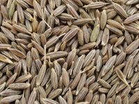 Single Herbs / Spices Products Types / Dried Style Cumin Seeds Exports